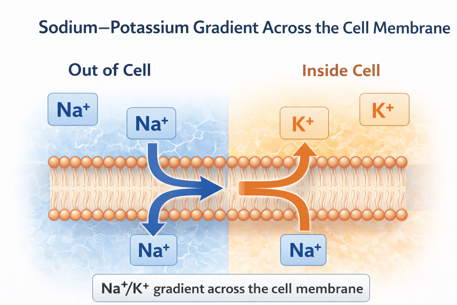 Diagram of the sodium-potassium gradient across a cell membrane, showing sodium and potassium ions on opposite sides of the membrane with arrows indicating their movement.