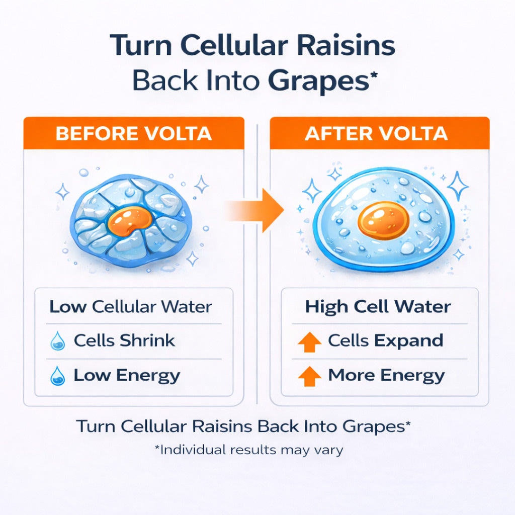Comparison of intracellular water ratio and phase angle before and after using Volta Hydrate. The left cell drawing shows a dehydrated cell, similar to a raisin, the right shows a well hydrated cell similar to a grape. 