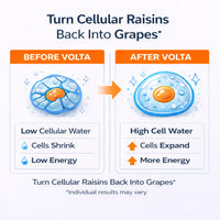 Comparison of intracellular water ratio and phase angle before and after using Volta Hydrate. The left cell drawing shows a dehydrated cell, similar to a raisin, the right shows a well hydrated cell similar to a grape. 